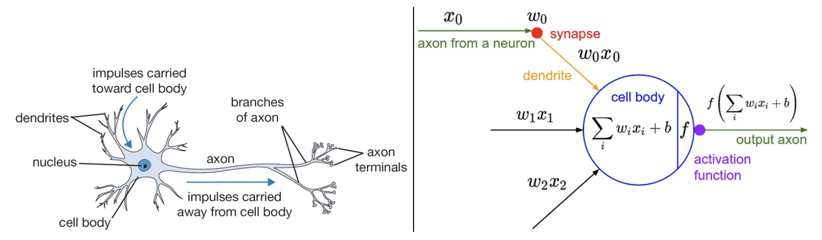 A biological (left) and mathematical (right) neuron model